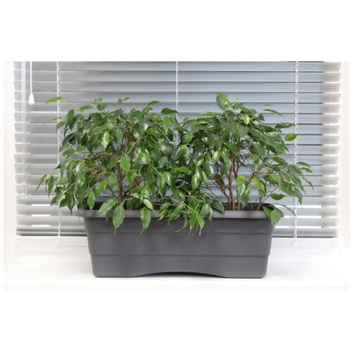 Ящик балконный. пласт. №2 графит L480 h170 /12 - 1 ед. товара