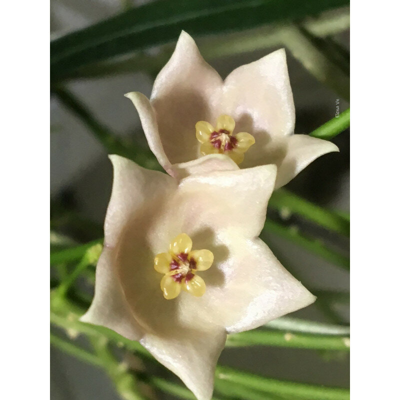 Корни Хойя Ив Роше (HOYA YVESROCHERI)