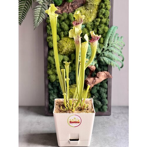 Саррацения Лейкофула Красная d17см (лат. Sarracenia Leucophylla Red)