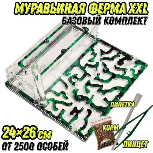 Большая муравьиная ферма Мята XXL 26х24 Базовый комплект