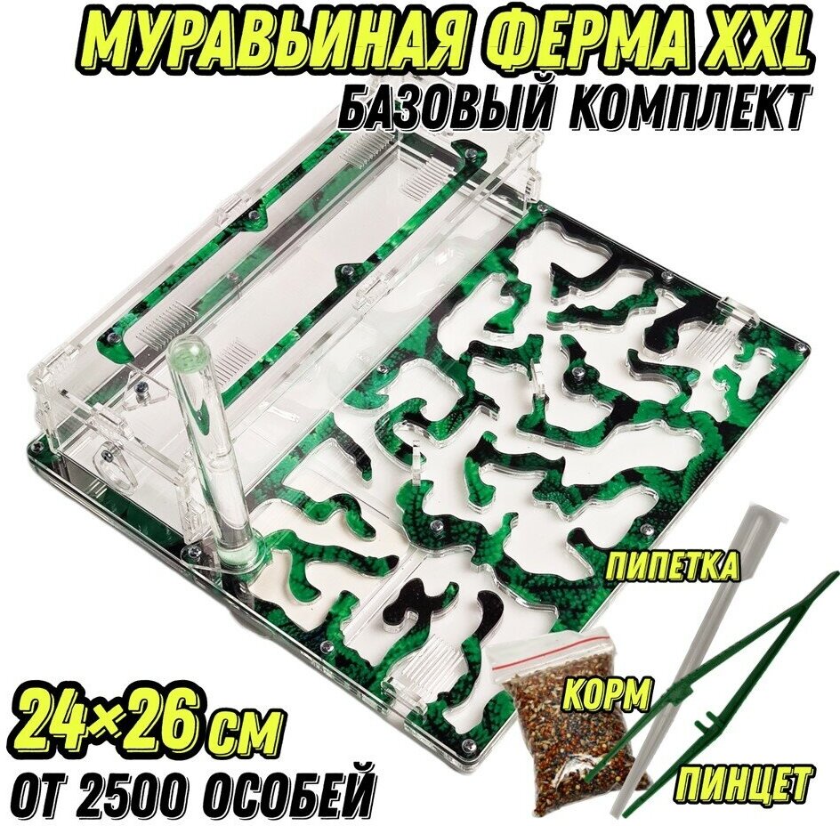 Большая муравьиная ферма "Мята" XXL 26х24 Базовый комплект