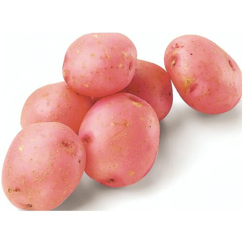 Картофель "Розара", 2 кг в сетке. Посадочно-огородный семенной селекционный картофель очень высокого качества, подходит для хранения на зиму