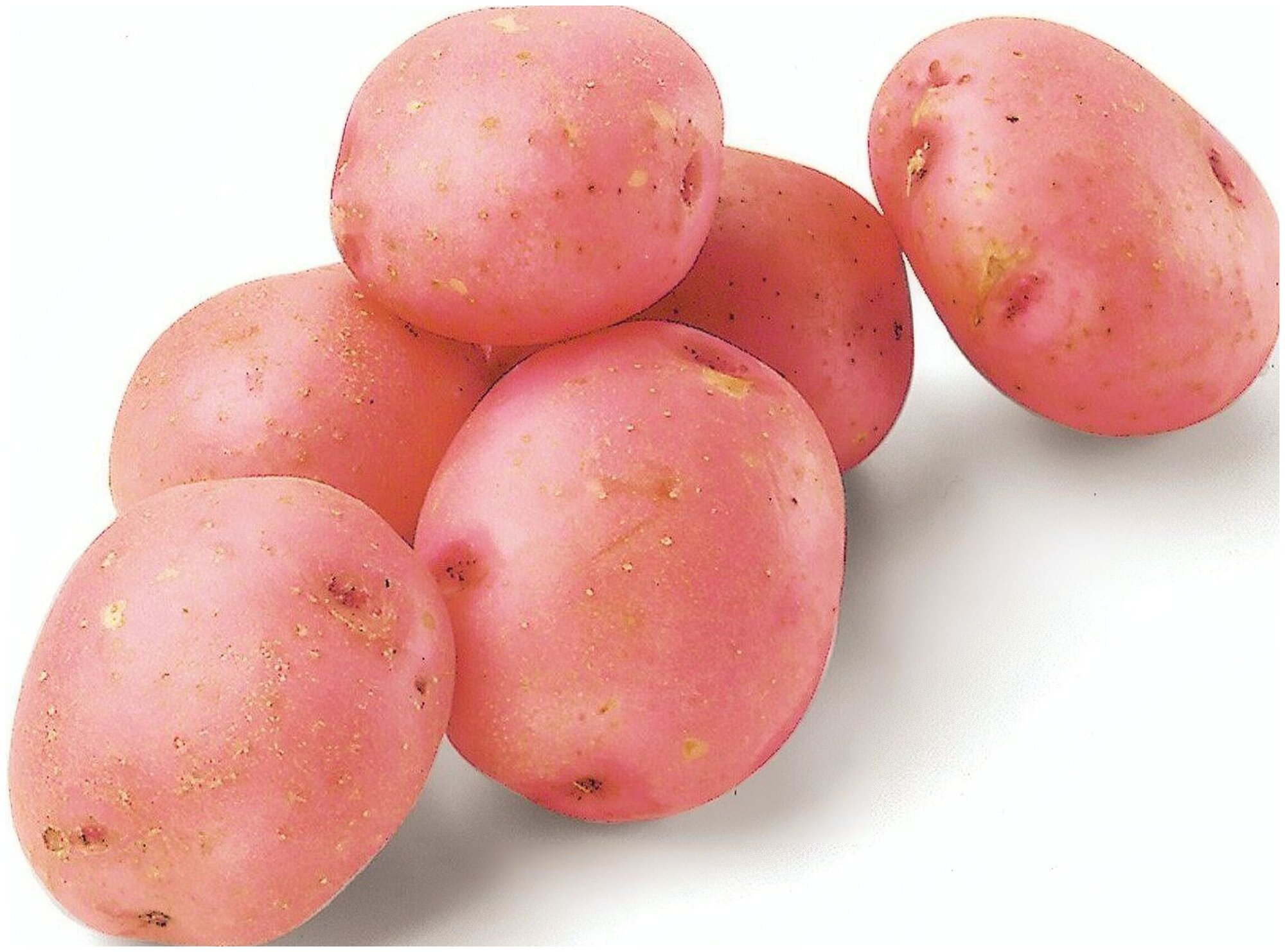 Картофель "Розара", 2 кг в сетке. Посадочно-огородный семенной селекционный картофель очень высокого качества, подходит для хранения на зиму - фотография № 1