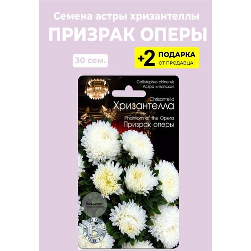 Семена цветов Астра Хризантелла "Призрак оперы", 30 сем. + 2 Подарка от продавца