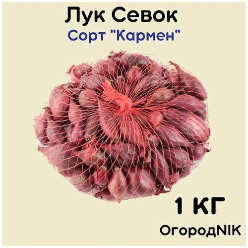 Лук Севок сорт 