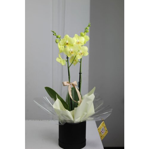 Желтая Орхидея Фаленопсис в коробке (D-12 H-60)