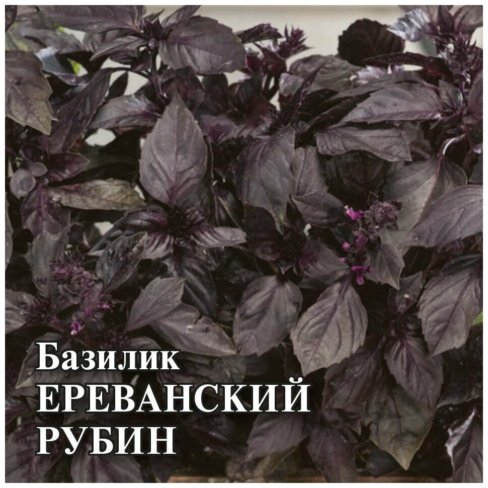 Гавриш Базилик Ереванский рубин 50,0 г