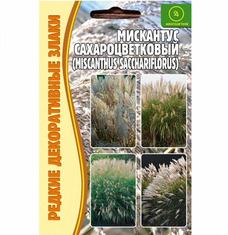 Семена редких растений. Мискантус сахароцветковый (Мiscanthus sacchariflor) 01г