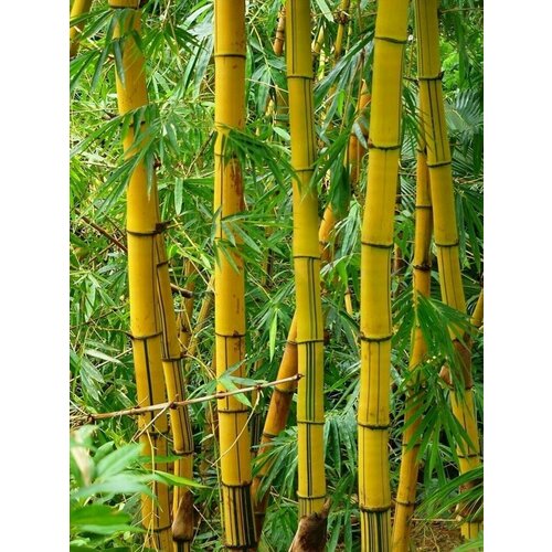 Бамбук тростниковый (лат. Bambusa Arundinacea) семена 25шт + подарочек паслен желтый лат solanum villosum семена 25шт подарочек