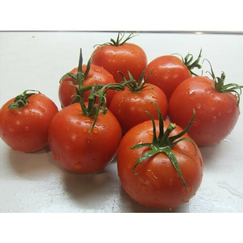 Томат карлик най най най (лат. Solanum lycopersicum) Семена 10шт + подарок