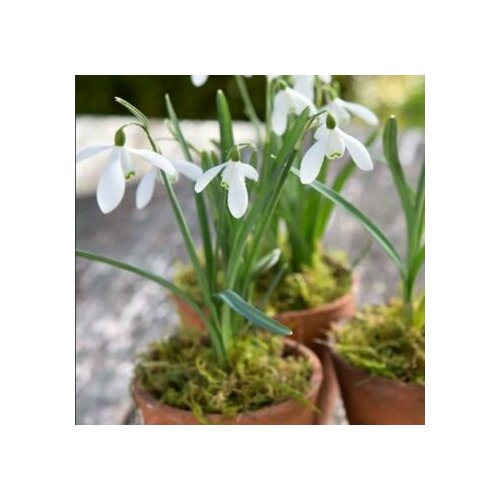 Подснежник Галантус - Galanthus луковицы для посадки 10 шт клубни делёнки многолетних растений корни для дачи сада дома и балкона 1790₽