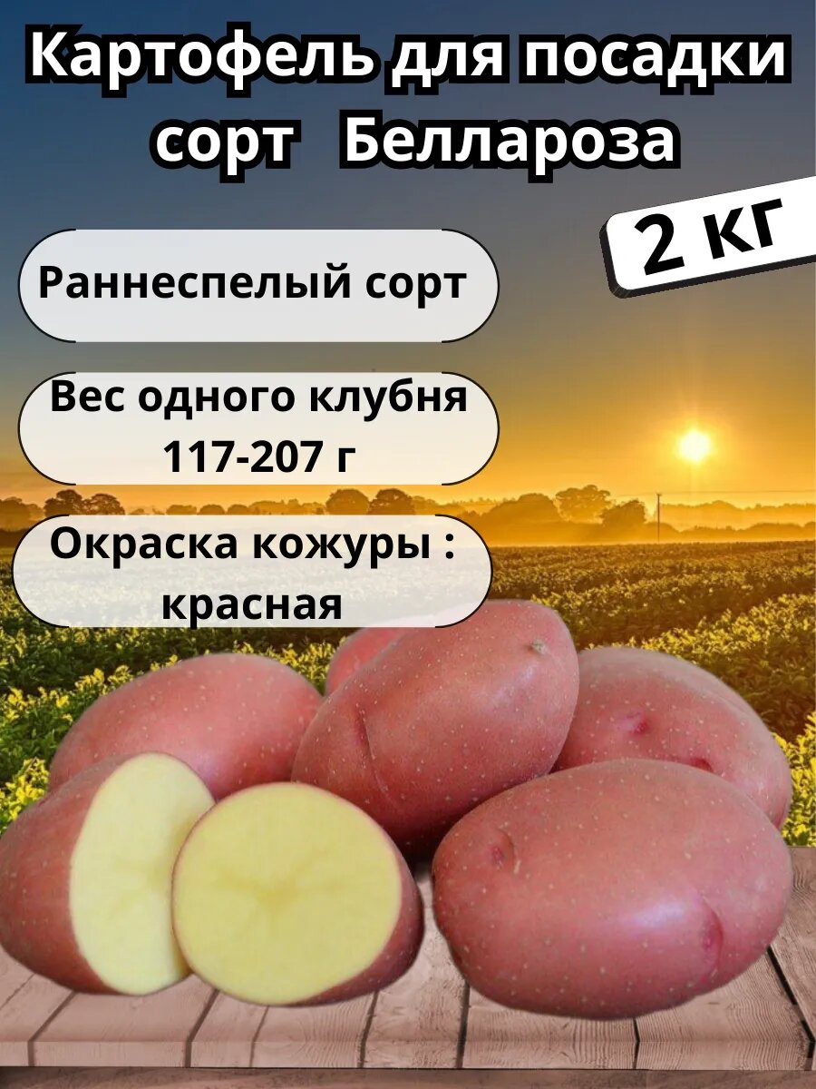 Картофель семенной 