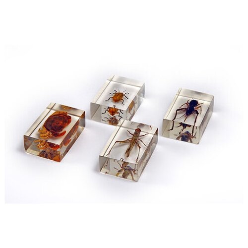 Микропрепараты для стереомикроскопа MAS-В4 HP00034