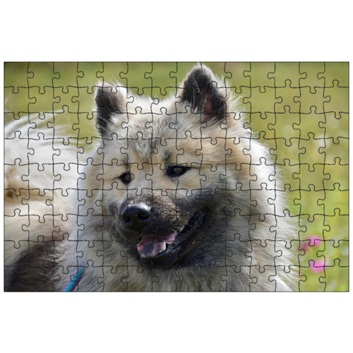 фото Магнитный пазл 27x18см."собака, eurasier, черная маска" на холодильник lotsprints