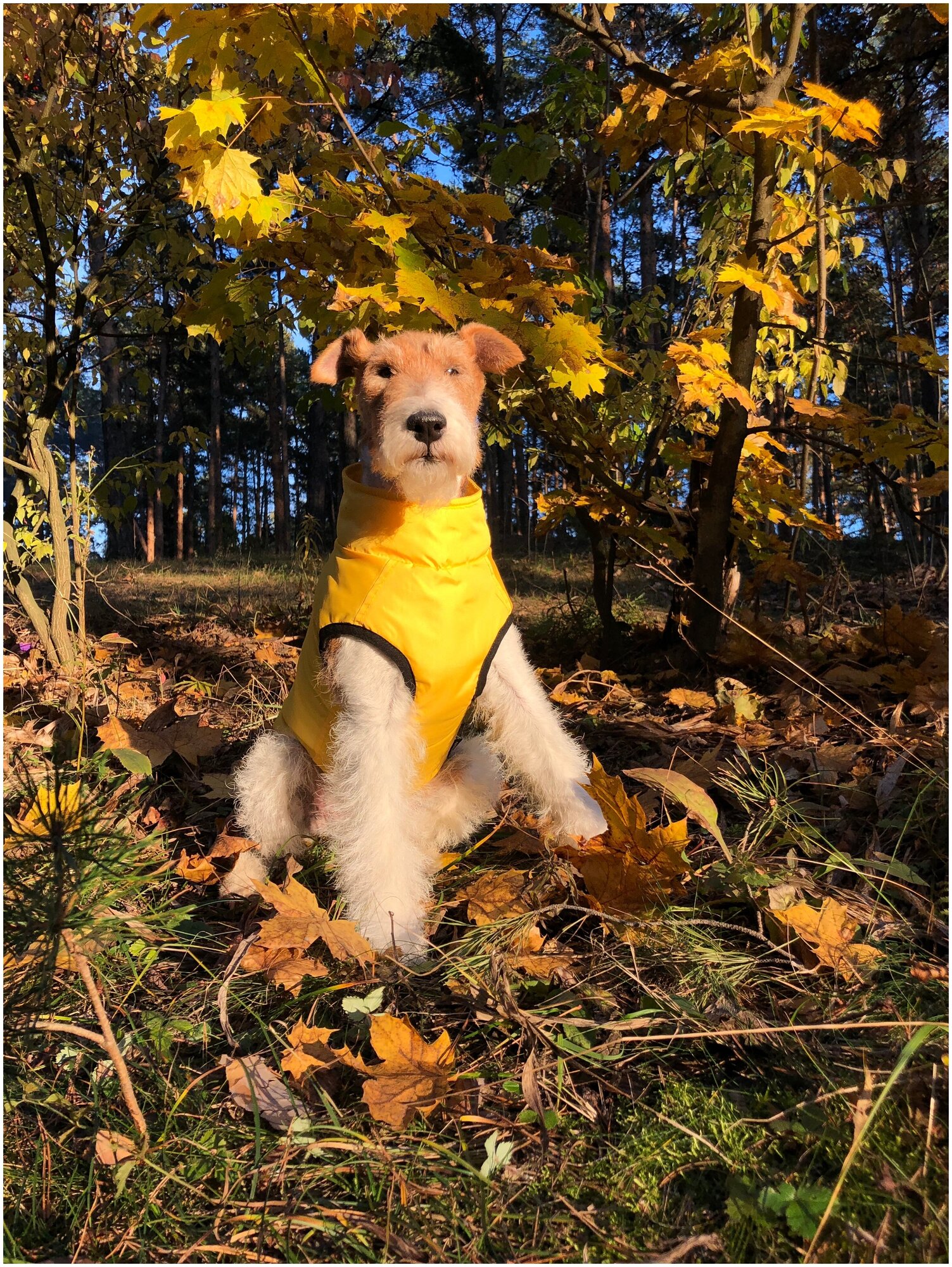Жилет для собак утепленный на синтепоне и молнии, желтый, размер XXXL, спинка 53см - фотография № 2