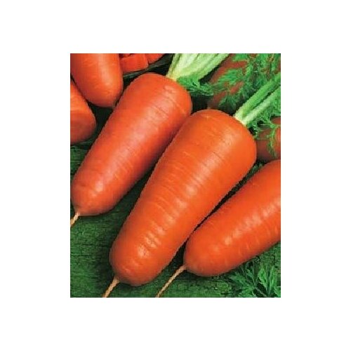 Семена. Морковь Курода Шантанэ (вес: 25,0 г)