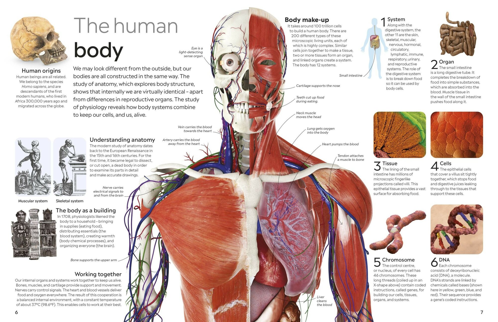 Human Body (Walker Richard) - фото №6