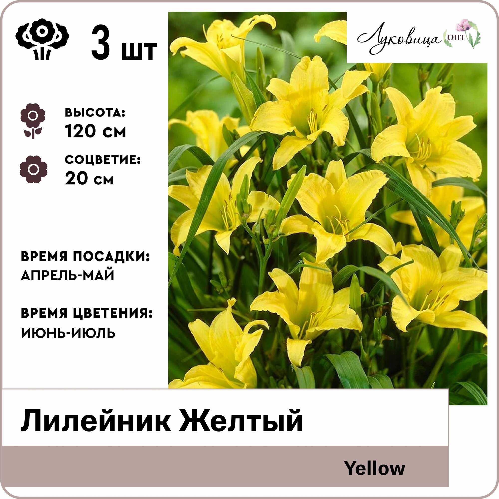 Лилейник Жёлтый (Yellow) корни 3шт Голландия