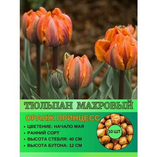 Тюльпан махровый, луковицы 10 штук