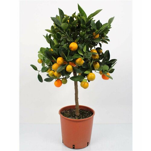 Растение Кумкват штамб H40