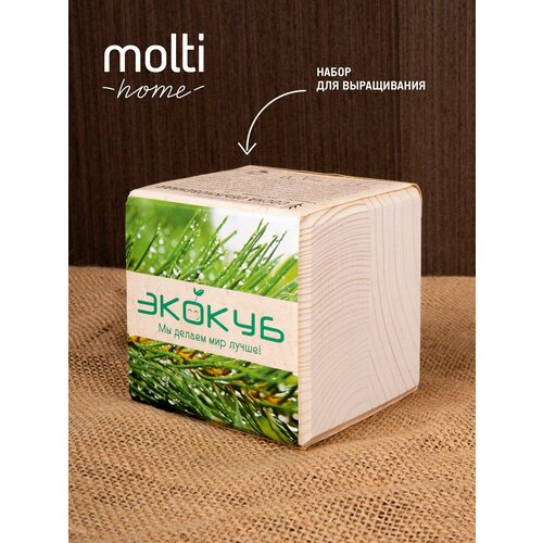Набор для выращивания Экокуб сосна подарок девушке женщине маме подруге 624₽