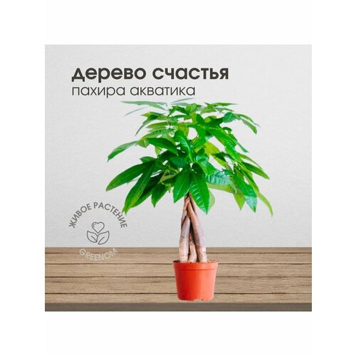 Живое растение Дерево счастья, Пахира акватика