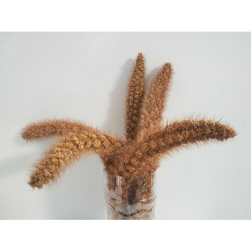 Сенегальское просо для попугаев в колосьях чумиза 5 колосков в наборе Урожай 2024 г 250₽