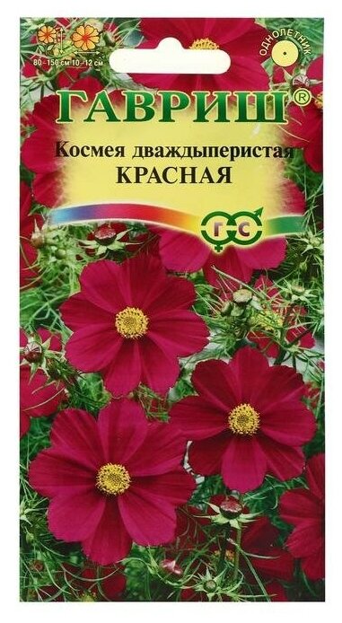 Рассада цветов с красными стеблями — купить по низкой цене на Яндекс ...