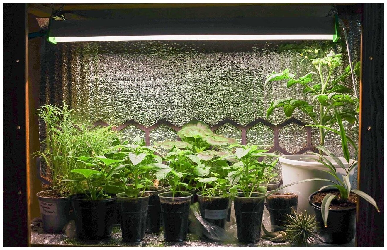 Фитолампа для декоративных комнатных растений с солнечным светом MiniFermer спектр Sunlike 4000K+660 / led фитосветильник, 50Вт 120см - фотография № 4