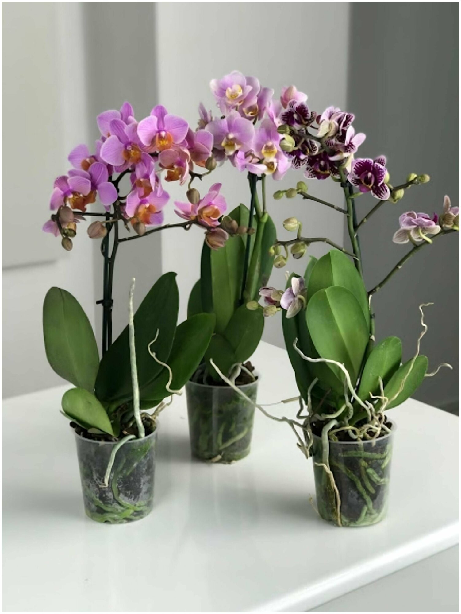 Удобрение для орхидей 15 гр (5 шт) - для продолжительного цветения и сохранения здоровья растения. Стимулирует и продлевает цветение. Для фаленопсиса, - фотография № 3