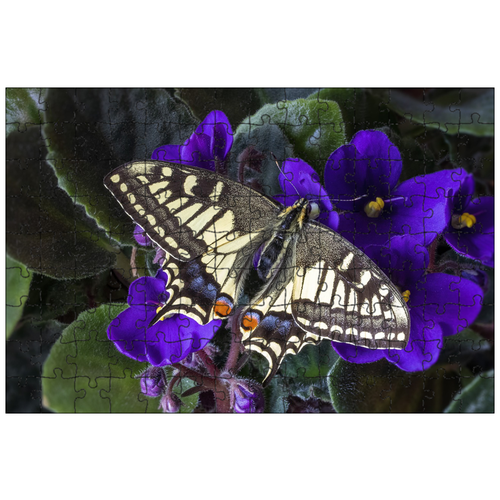 фото Магнитный пазл 27x18см."ласточкин хвост, бабочка, крылья" на холодильник lotsprints