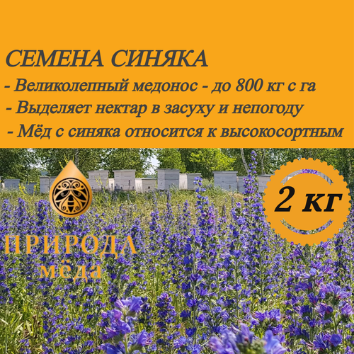 Семена синяка - 2 кг