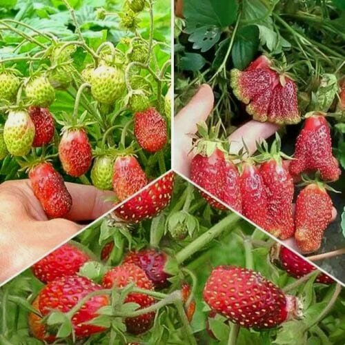 Изображение товара Комплект земклуники "Сладкий микс" из 3 сортов / морозостойкие