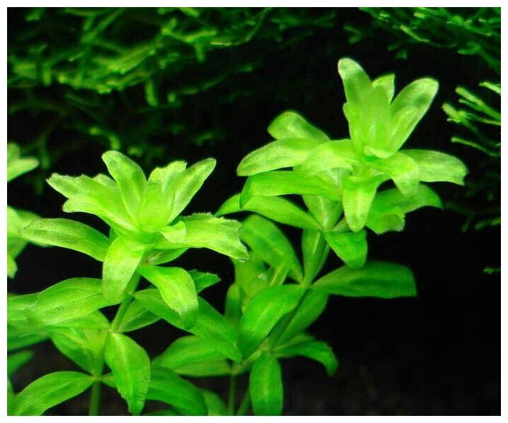 Растение "Гемиантус" зеленый, 100мм, 1шт - фотография № 2