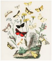 Постер / Плакат / Картина Бабочки - Бабочки на цветах 40х50 см в подарочном тубусе