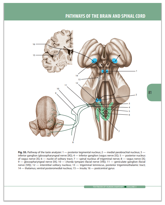 Textbook of Human Anatomy. Volume 3. Nervous system - фото №8