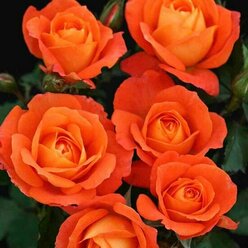 Роза флорибунда Супер Трупер / саженец розы 2 шт