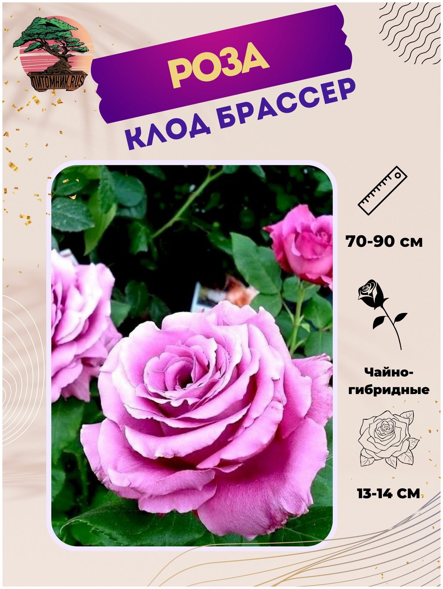 Роза Клод Брассер — купить в интернет-магазине по низкой цене на ЯндексМаркете