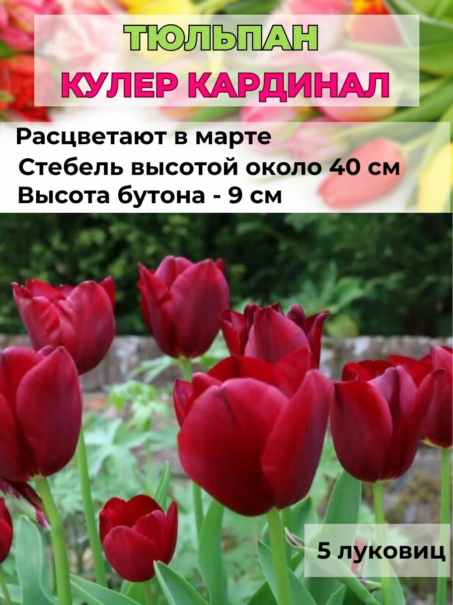 Тюльпан, луковицы 5 шт.