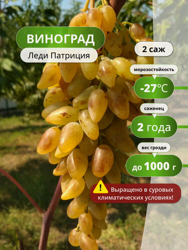 Изображение товара Виноград Леди Патриция морозоустойчивый , среднеранний ,2 шт
