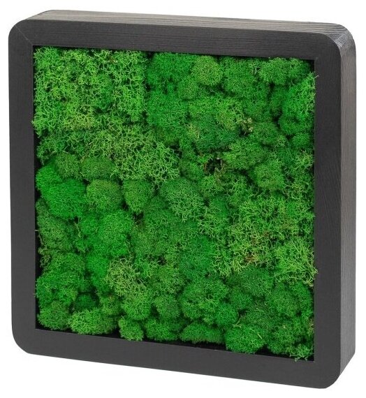 Настенная композиция со мхом Pipwood Квадрат 260х260х45 мм, мох зеленый, цвет: черный