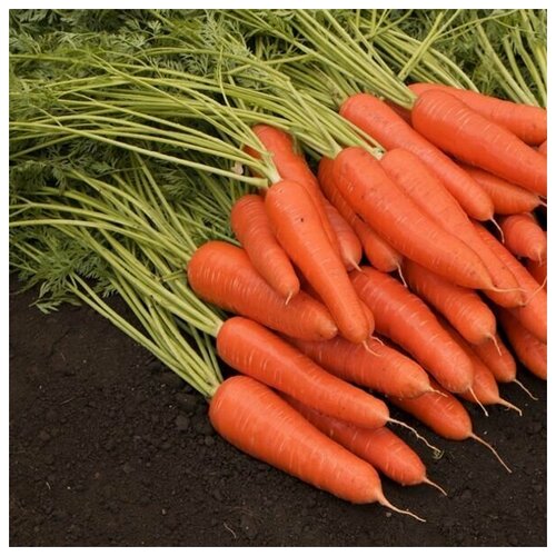 Морковь Королева осени, дражированные семена, 250 семян комплект семян морковь королева осени х 3шт