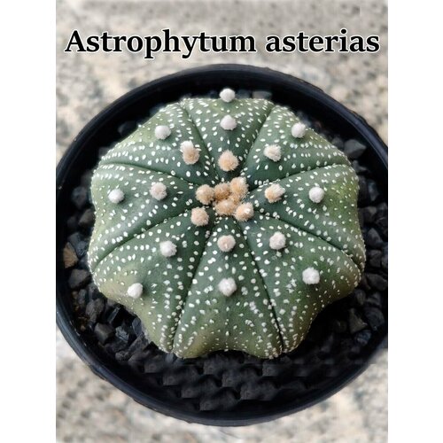 Кактус Astrophytum asterias набор для выращивания (семена, грунт, горшочек, инструкция по посеву)