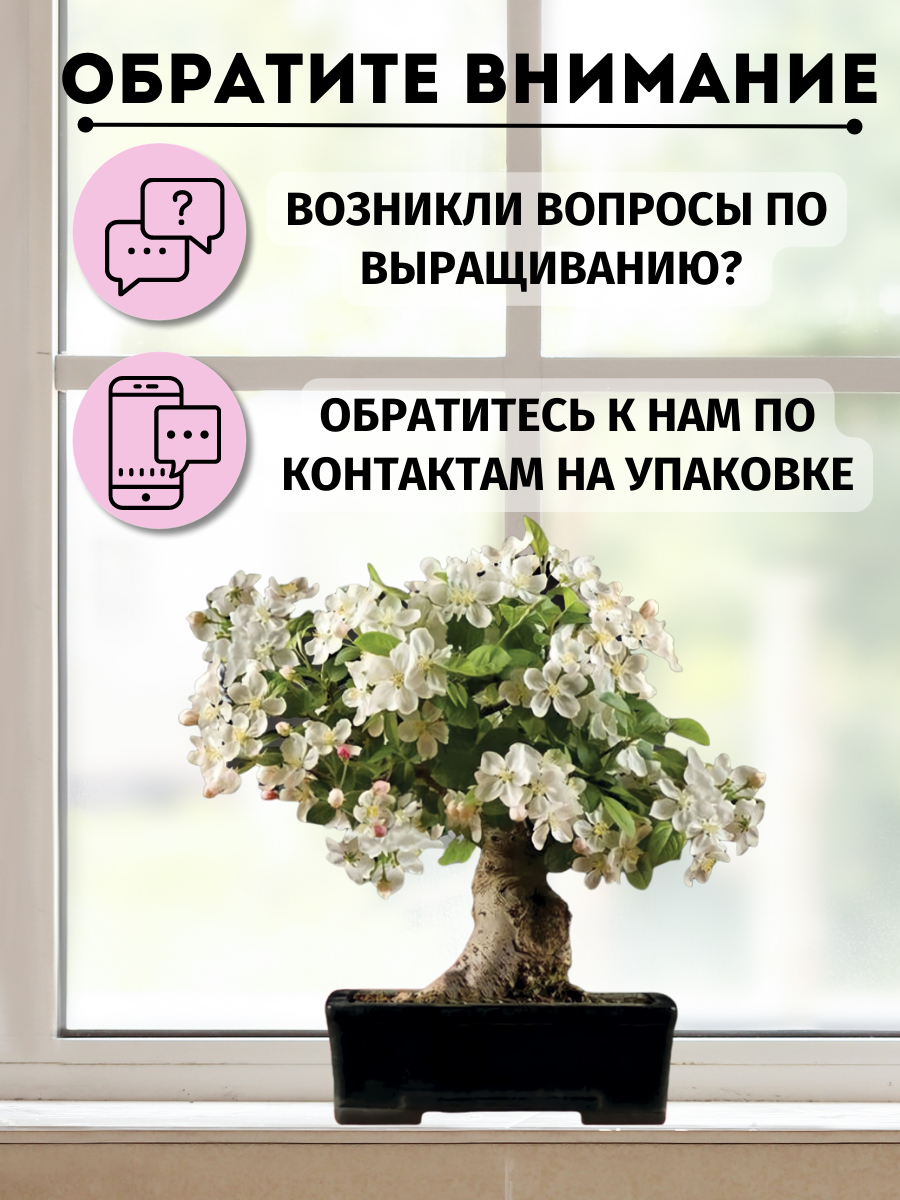 Набор для выращивания Эко Клуб Вырасти бонсай дома, жасмин, разноцветный - фотография № 16