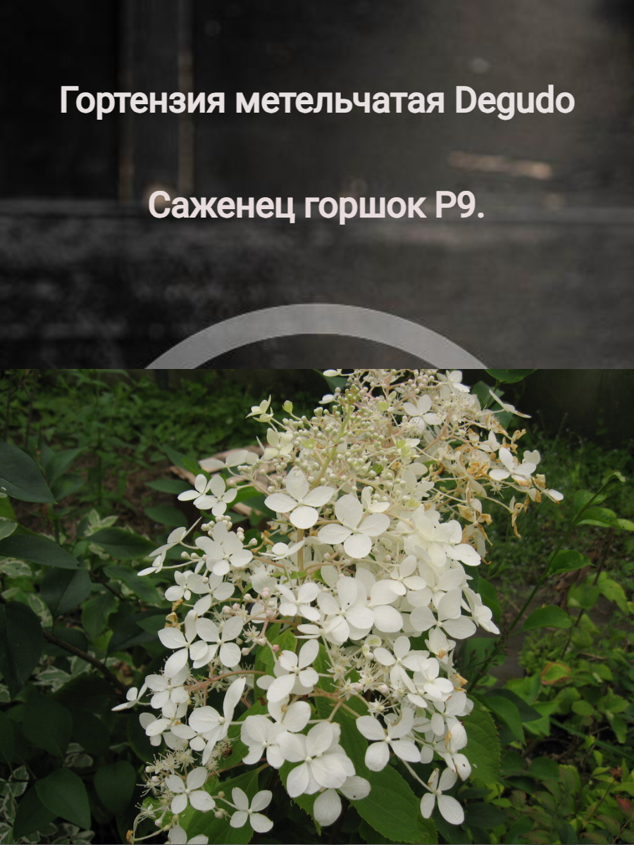 Гортензия метельчатая Degudo