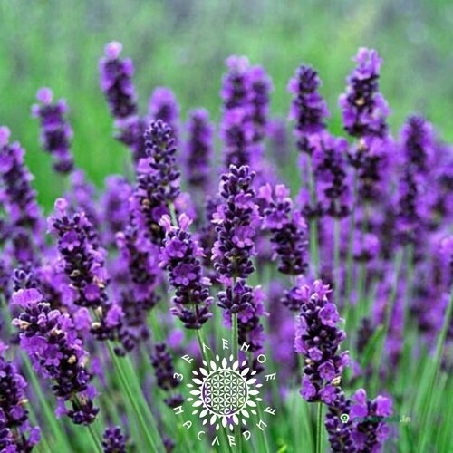 Семена Лаванда настоящая (лат. Lavandula angustifolia) 50 шт