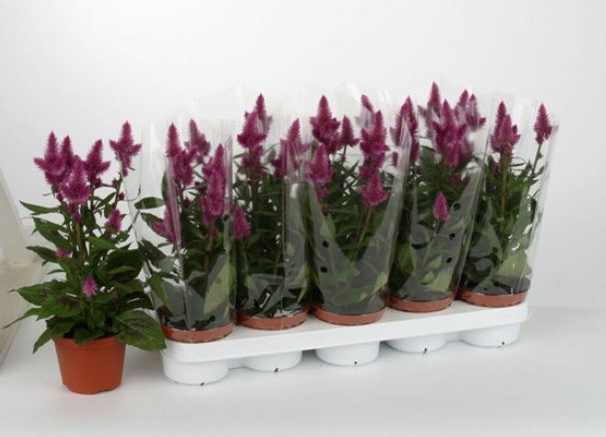 Целозия розовая - Celosia Merida Bolivar D12 H40
