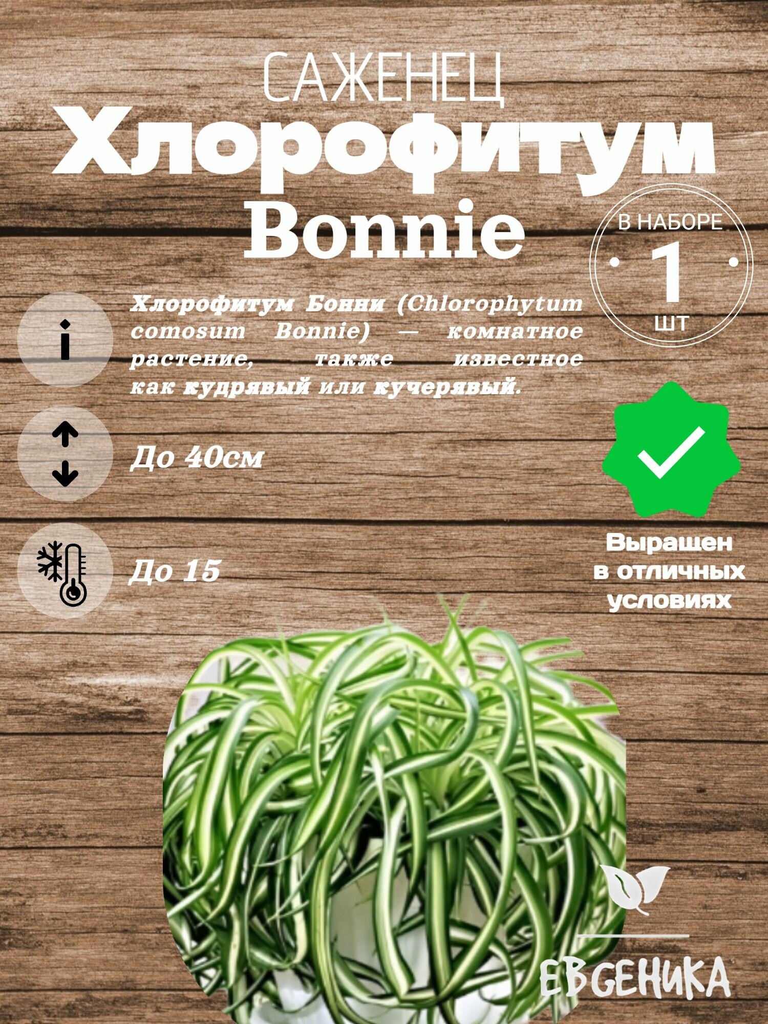 Хлорофитум Bonnie