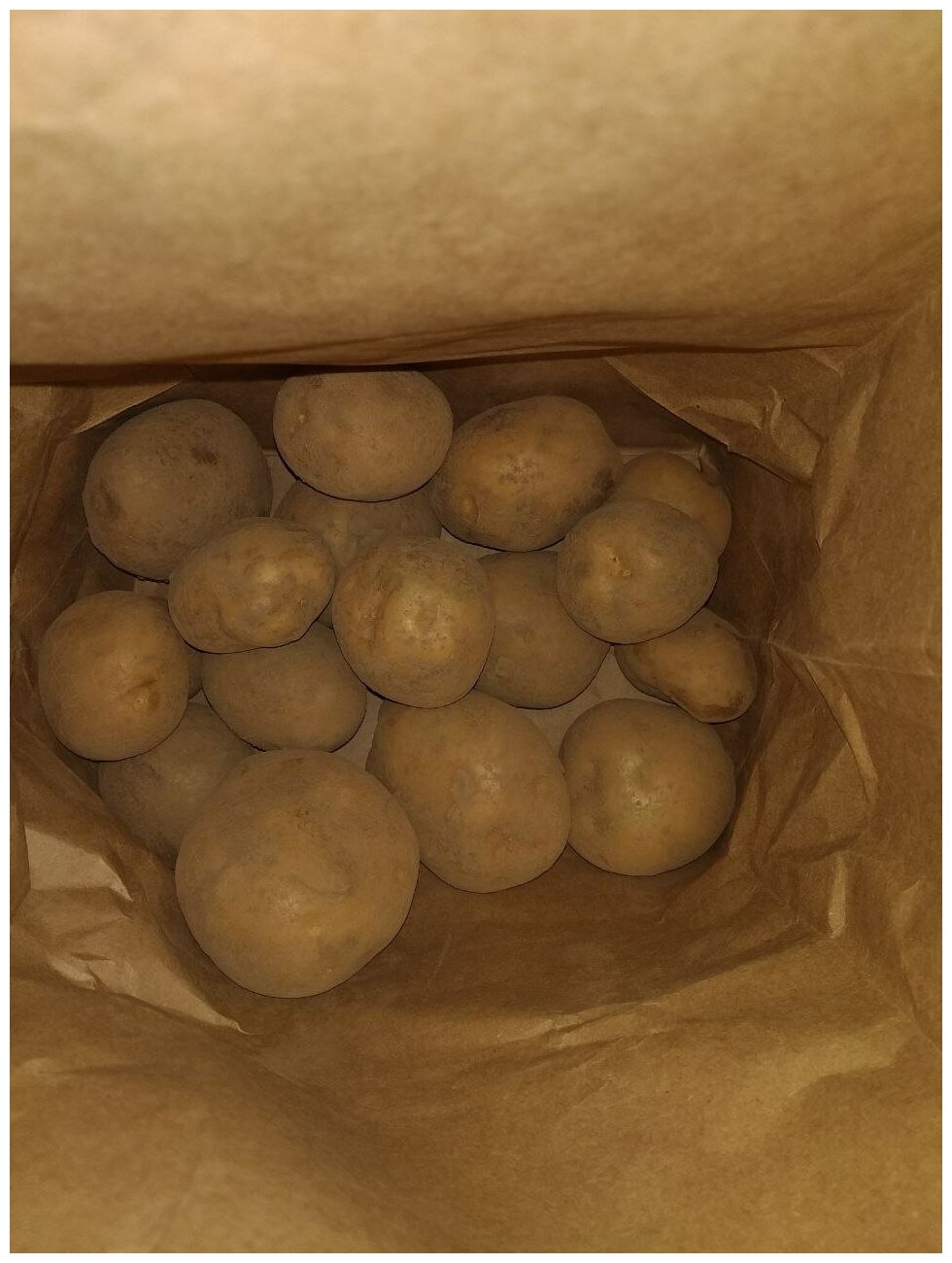 Картофель семенной винета (Адретта) клубни 2 кг - фотография № 8