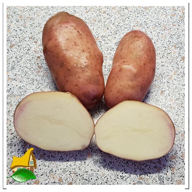 Картофель семенной лапоть клубни 4 кг - фотография № 1